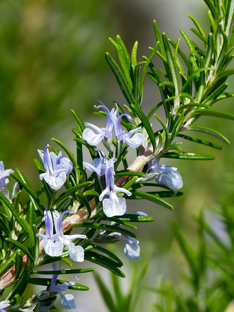Rosmarin: Verwandtschaft mit den Salvien (Foto: W. Jost) Rosmarionstrauch