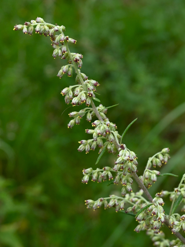 Beifuss enthält neben ätherischen Ölen Bitter- und Gerbstoffe (Foto: WikimediaCommons/K. Ziarnek) Beifuss