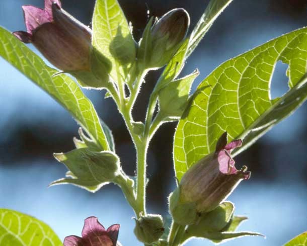 Atropa belladonna Atropa belladonna