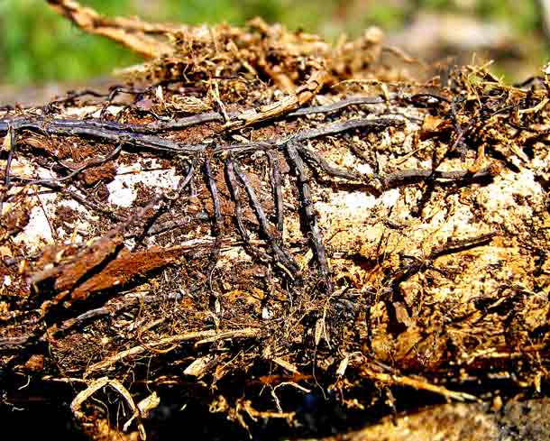 Baumpilz Rhizom