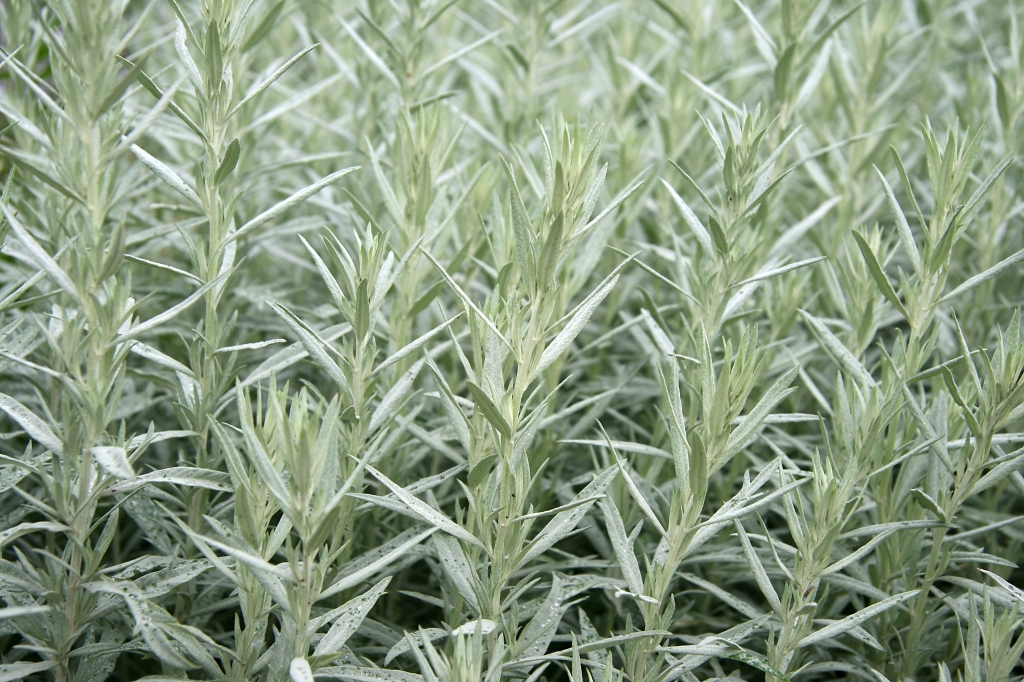 Beifuss hilft auch als Küchengewürz (Foto: panthermedia/01374419) Feld mit Beifuss