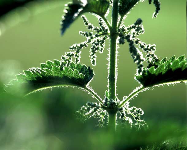 Brennessel (lat. Urtica dioica)