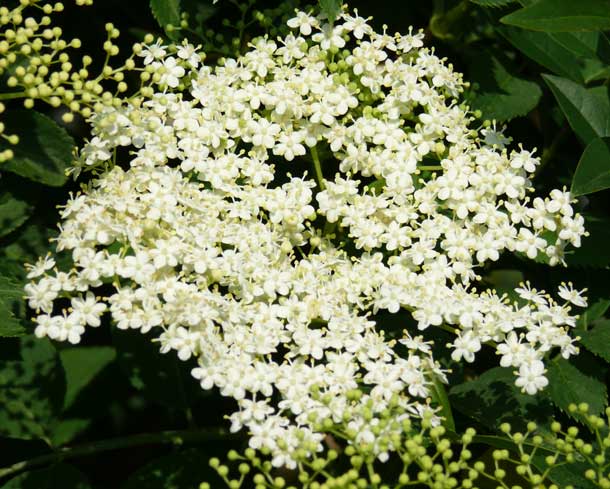 Holunderblüte