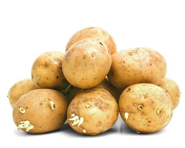 pommes de terre toxiques
