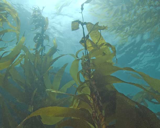 Kelp