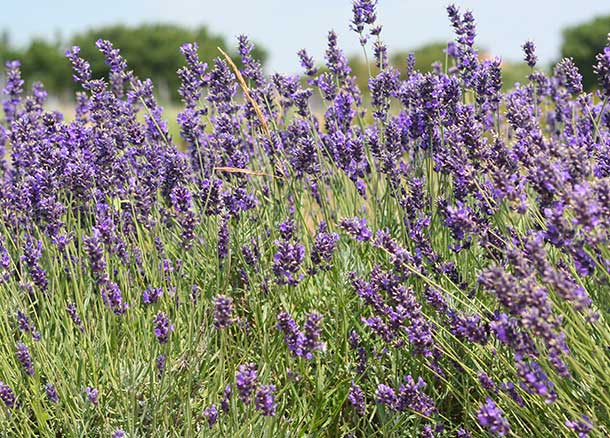 Lavende Lavende