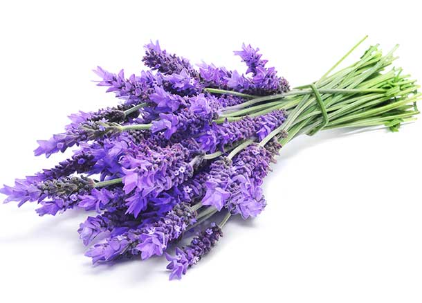 Lavende Lavende