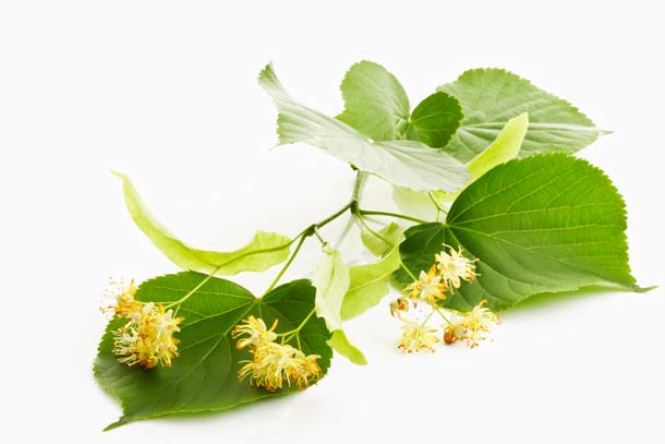 Lindenblüten