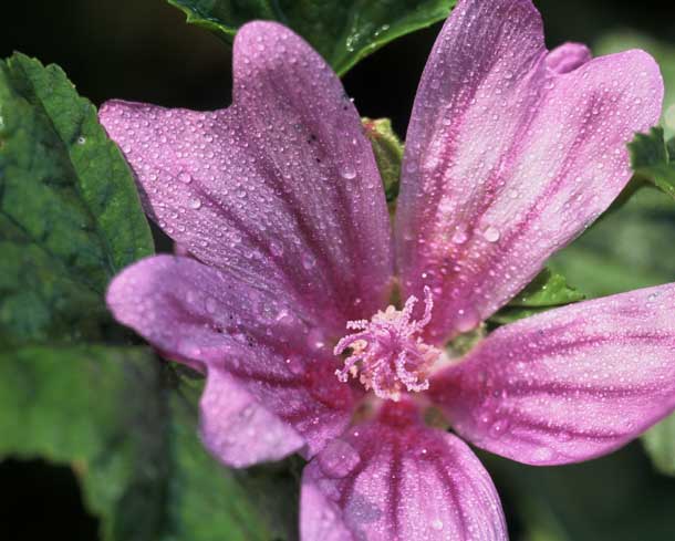 Malve Blüte