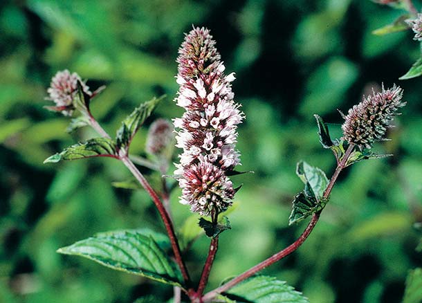 La menthe antispasmodique