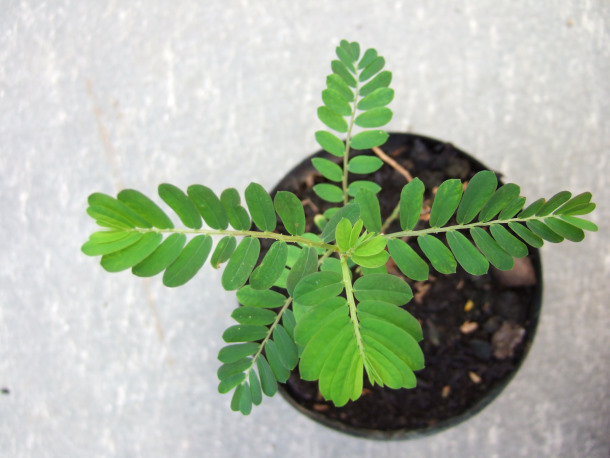 Phyllanthus urinaria, Foto: A.Vogel AG Phyllanthus urinaria