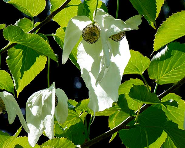 Taschentuchbaum (Davidia involucrata), auch Taubenbaum genannt