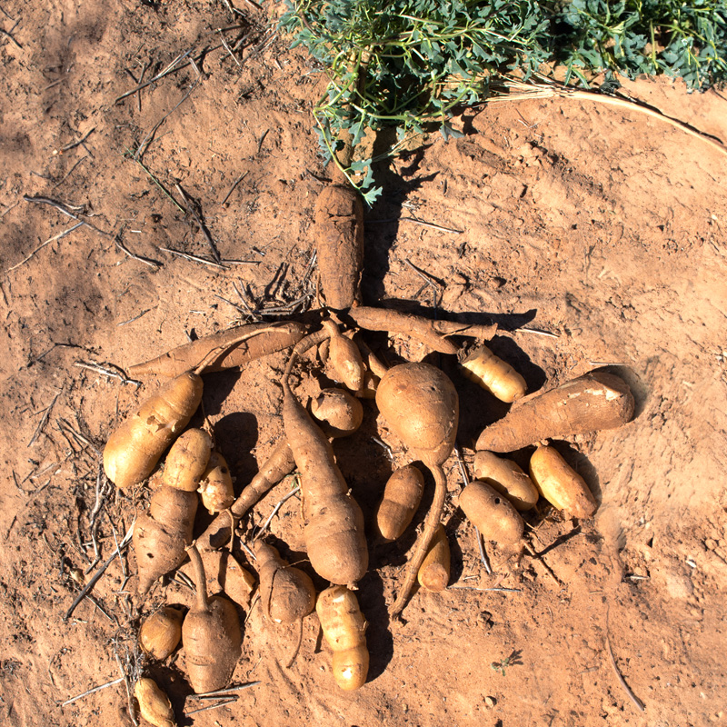 Teufelskralle mit Primär- und Sekundärwurzeln (Foto: A.Vogel AG) Teufelskralle mit Primär- und Sekundärwurzeln