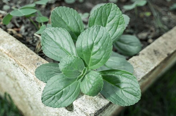 Bildbeschreibung: Eine kleine grüne Boldo-Pflanze wächst am Rand eines Blumentopfes.