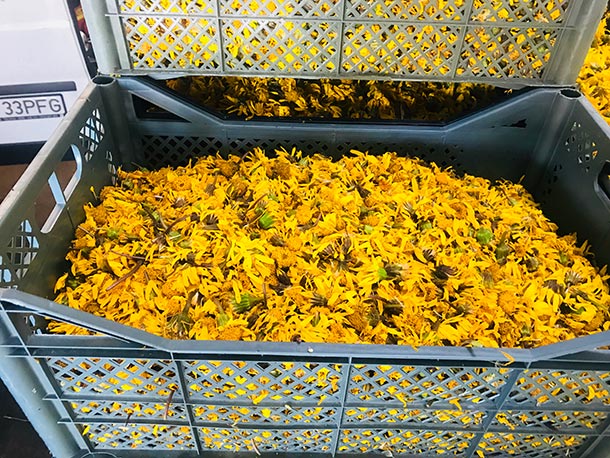 A.Vogel: Bioforce transforme les fleurs de l’arnica montana cultivée par les agriculteurs affiliés. Mode d'utilisation l'arnica montana