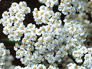 Achillea millefolium - Yarrow