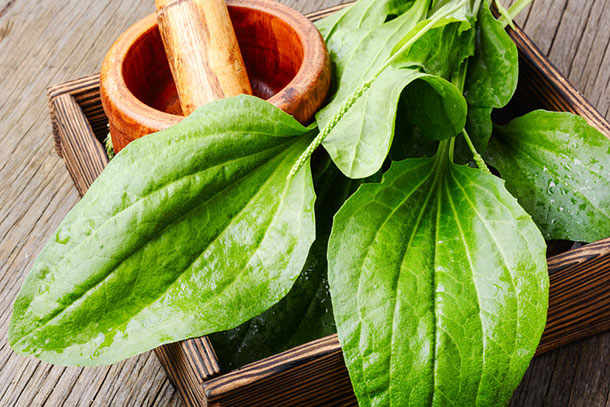 Breitwegerich, Plantago major Verwendung: Breitwegerich, Plantago major (Foto: 123RF, Mykola Lunov)