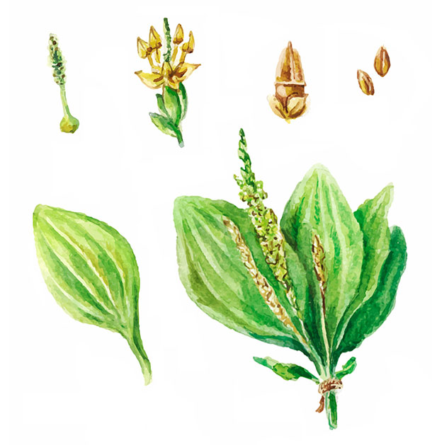 Breitwegerich, Plantago major Illustration Aquarell: Breitwegerich, Plantago major (Foto: 123RF, Viktoriia Manuilova)