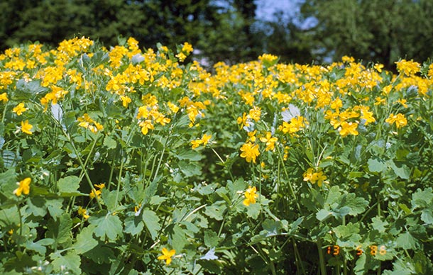 A.Vogel Pflanzenlexikon, Chelidonium majus L. Schöllkraut Pflanzenlexikon, Chelidonium majus L. Schöllkraut
