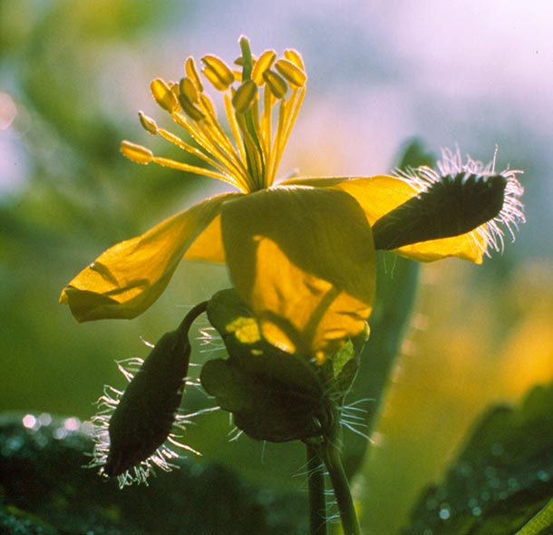 A.Vogel Pflanzenlexikon, Chelidonium majus L. Schöllkraut Pflanzenlexikon, Chelidonium majus L. Schöllkraut