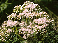 Eupatorium perfoliatum L. - Boneset