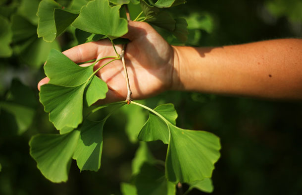 Ginkgo Verarbeitung (Foto: A.Vogel AG)