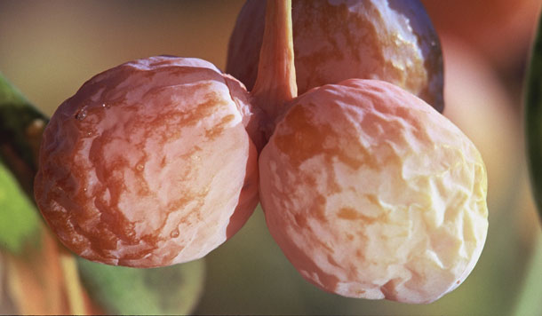 Ginkgo Vorkommen (Foto: A.Vogel AG)