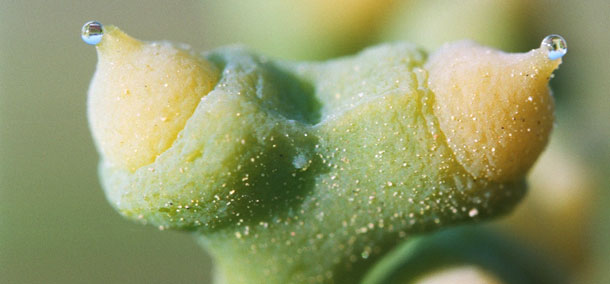 Ginkgo botanische Merkmale (Foto: A.Vogel AG)