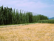 Humulus lupulus - Habitat