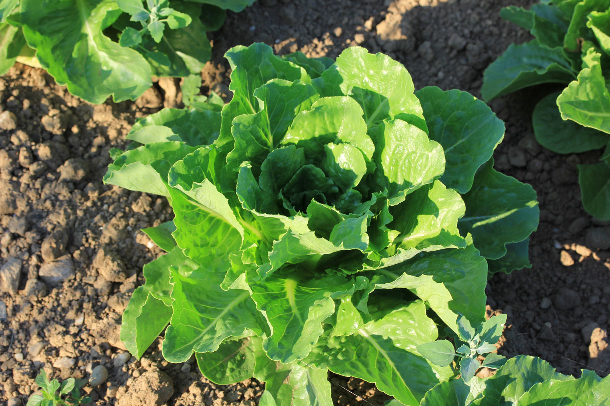 Kopfsalat (Foto: A.Vogel AG)