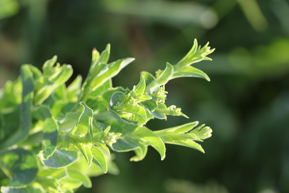 Kopfsalat (Foto: A.Vogel AG)
