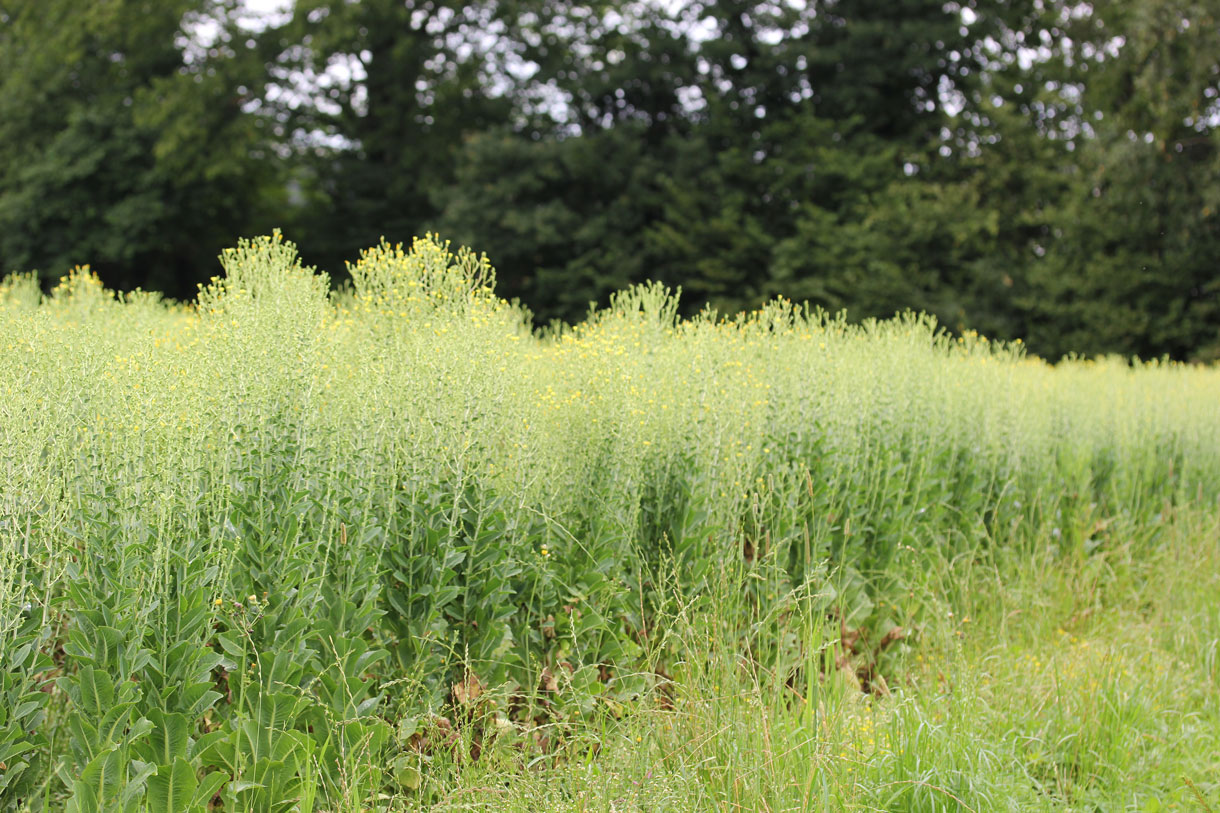 Blühender Kopfsalat (Foto: A.Vogel AG)