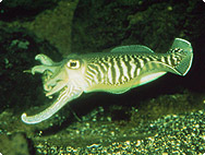 Sepia officinalis - Squid