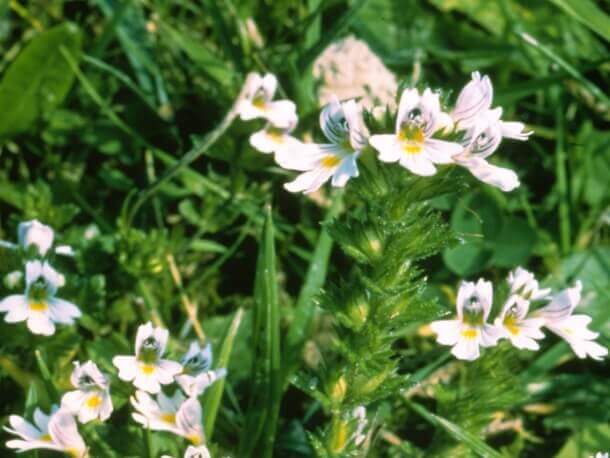 Augentrost Euphrasia Officinalis Augentrost Euphrasia Officinalis