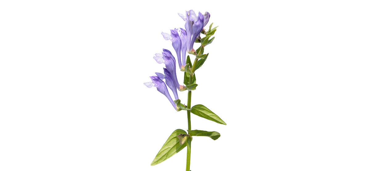 Baikal-Helmkraut (Scutellaria baikalensis) (Foto: panthermedia, kazakovmaksim) Man sieht eine Studioaufnahme von Baikal-Helmkraut. Der Bildausschnitt zeigt den oberen teil der Pflanze mit den blau-violetten Blüten und einigen Blättern darunter am Stängel.