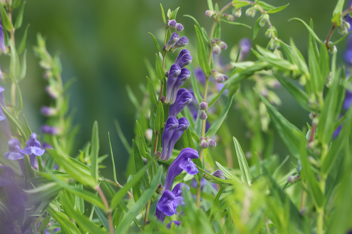 Baikal-Helmkraut (Scutellaria baikalensis) (Foto: shutterstock, Kabar) Auf dem Bild sieht man den oberen Teil von Baikal-Helmkraut in der Blüte. Die langgezogenen Blätter und die blauen Blütenkelche sind klar ersichtlich.