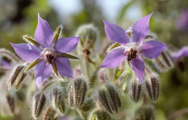 Borago Officinalis Borretsch