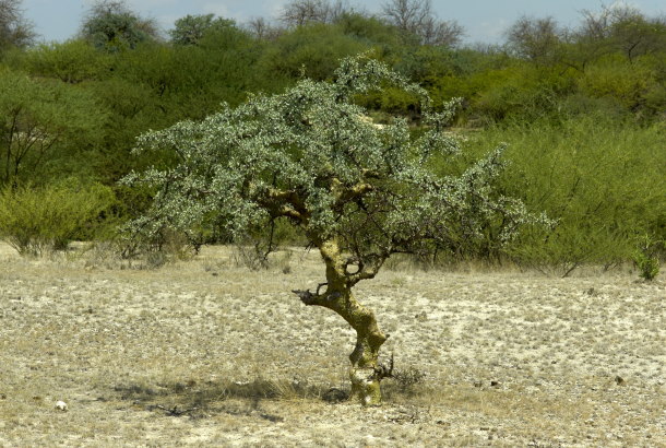 Myrrhenbaum