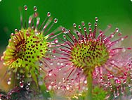 Drosera rotundifolia L. - Rundblättriger Sonnentau