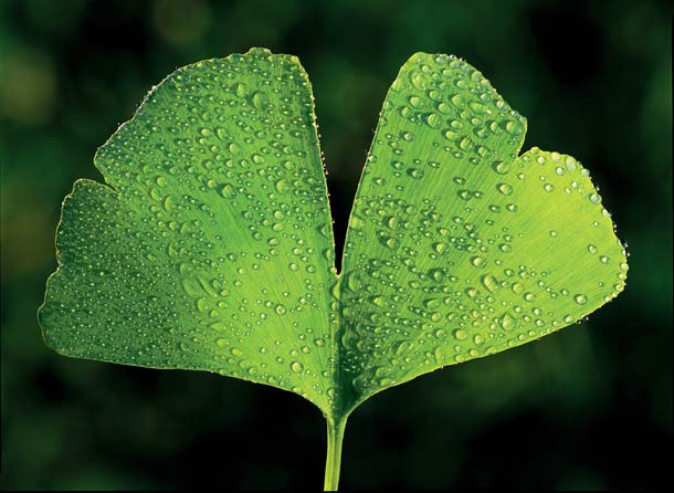 Gikgo biloba