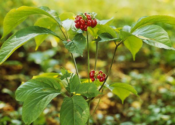 Panax ginseng Panax ginseng