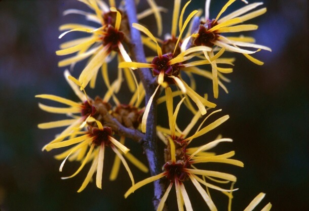Hamamelis Zaubernuss