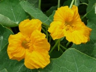 Nasturtium