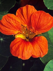 Nasturtium