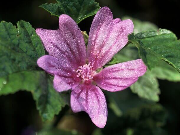 Malva Sylvestris Malve