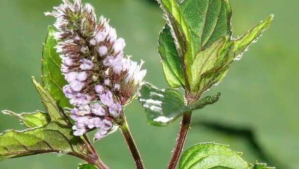 Mentha Piperita Pfefferminze