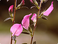 Botanische Merkmale: Ononis spinosa L. - Dornige Hauhechel