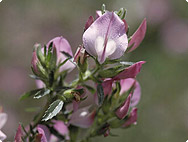 Verarbeitung: Ononis spinosa L. - Dornige Hauhechel