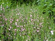 Vorkommen: Ononis spinosa L. - Dornige Hauhechel