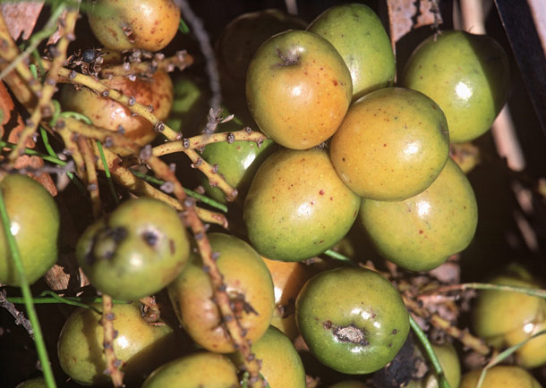 Fruits de sabal (Foto: Bioforce AG) Fruits de sabal